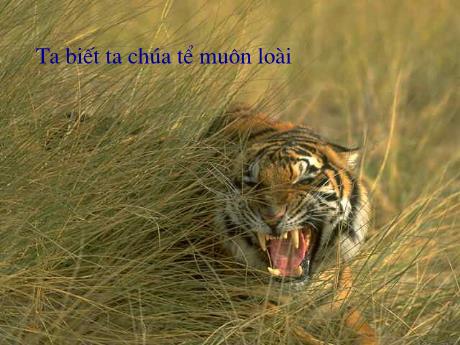 Bài giảng Ngữ văn 8 - Bài 18: Nhớ rừng