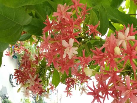 Bài giảng Ngữ văn 8 (Cánh diều) - Tập làm văn, Tiết 5: Tính Thống Nhất về chủ đề của văn bản