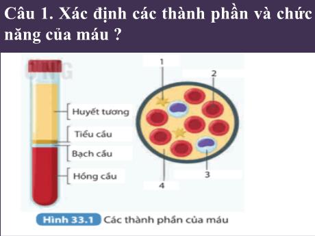 Bài giảng Khoa học tự nhiên 8 (Kết nối tri thức) - Bài 33: Hệ tuần hoàn - Trường THCS Nam Hải