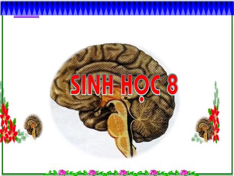 Bài giảng Sinh học 8 - Bài 36: Trụ não, tiểu não, nào trung gian - Trường THCS Nguyễn Chuyên Mỹ