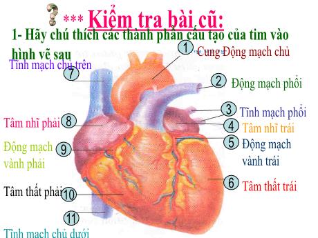 Bài giảng Sinh học 8 - Chủ đề 6: Vận chuyển máu qua hệ mạch. vệ sinhheej tuần hoàn - Trường THCS Nguyễn Chuyên Mỹ