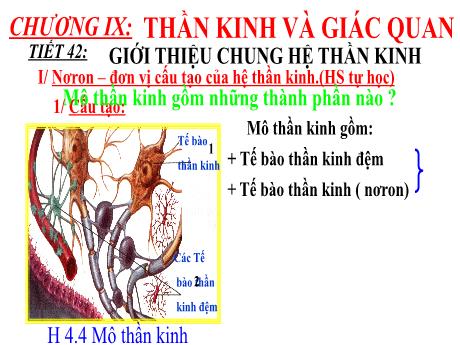Bài giảng Sinh học 8 - Chương 4 - Tiết 42: Giới thiệu chung hệ thần kinh - Trường THCS Nguyễn Chuyên Mỹ