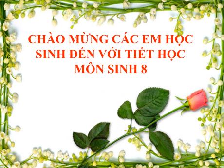 Bài giảng Sinh học 8 - Tiết 20: Thực hành sơ cấu cầm máu - Trường THCS Nguyễn Chuyên Mỹ