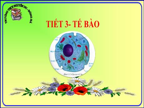 Bài giảng Sinh học 8 - Tiết 3: Tế bào - Trường THCS Nguyễn Du - Đông Hà