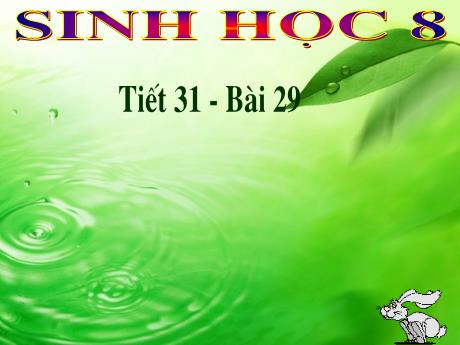 Bài giảng Sinh học 8 - Tiết 31 - Bài 29: Hấp thụ chất dinh dưỡng và thải phân - Trường THCS Nguyễn Chuyên Mỹ