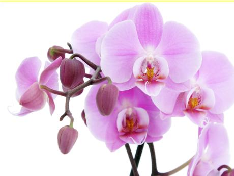 Bài giảng Sinh học 8 - Tiết 38: Thực hành khẩu phần ăn cho trước - Trường THCS Nguyễn Chuyên Mỹ