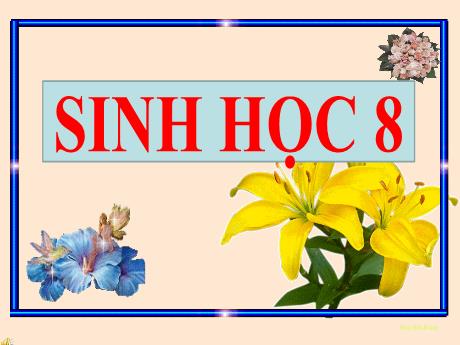 Bài giảng Sinh học 8 - Tiết 40 - Bào 39: Bài tiết nước tiểu - Trường THCS Nguyễn Chuyên Mỹ