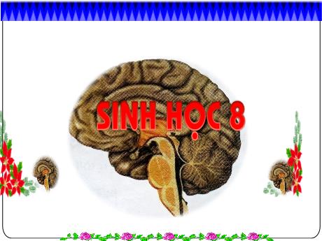 Bài giảng Sinh học 8 - Tiết 45 - Bài 47: Đại não - Trường THCS Nguyễn Chuyên Mỹ