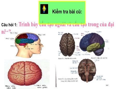 Bài giảng Sinh học 8 - Tiết 46 - Bài 48: Hệ thần kinh sinh dưỡng - Trường THCS Nguyễn Chuyên Mỹ